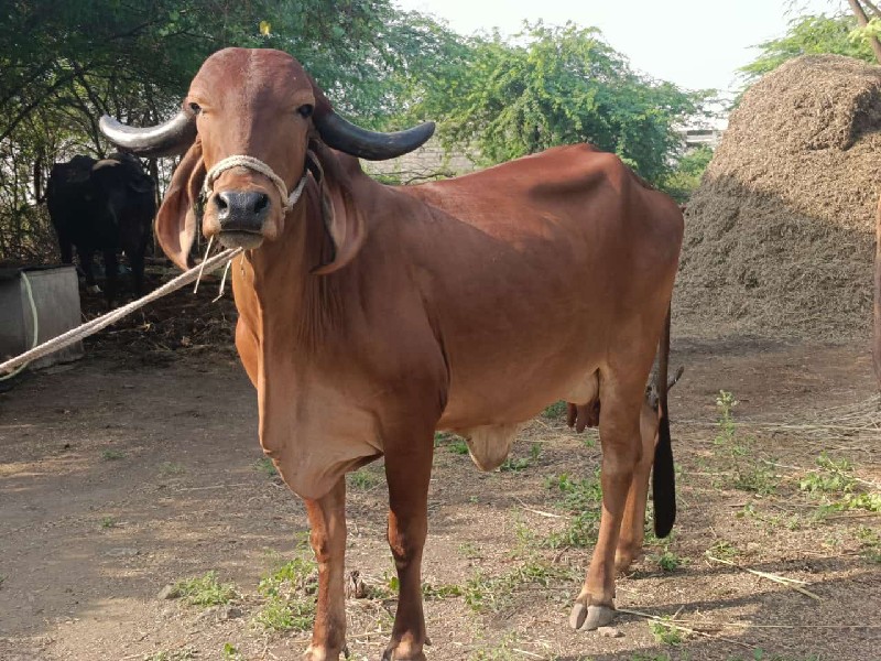 ગાય વેચવાની છે