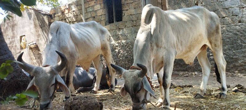 બળદ