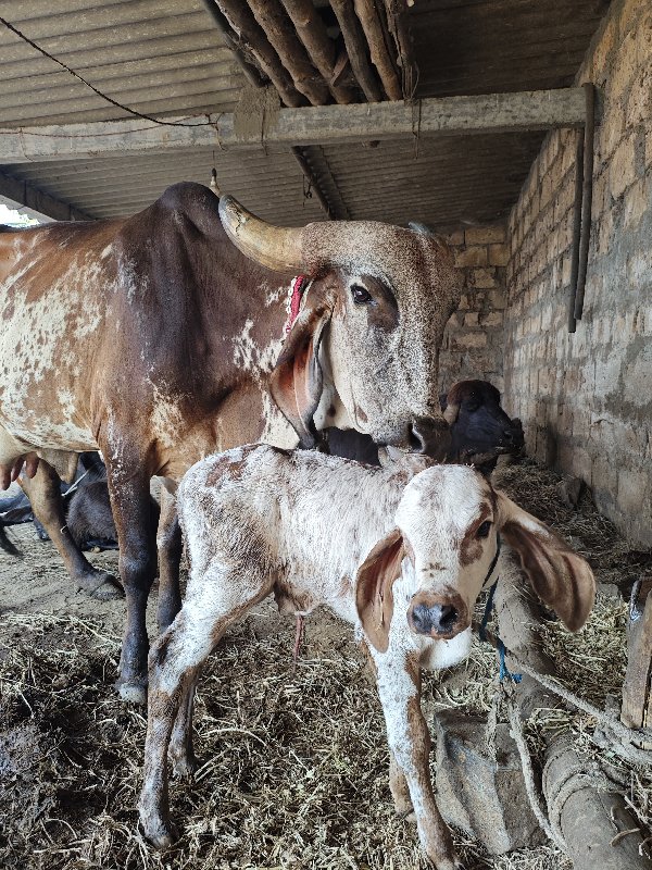 આ ગીર ગાય વેચવા...