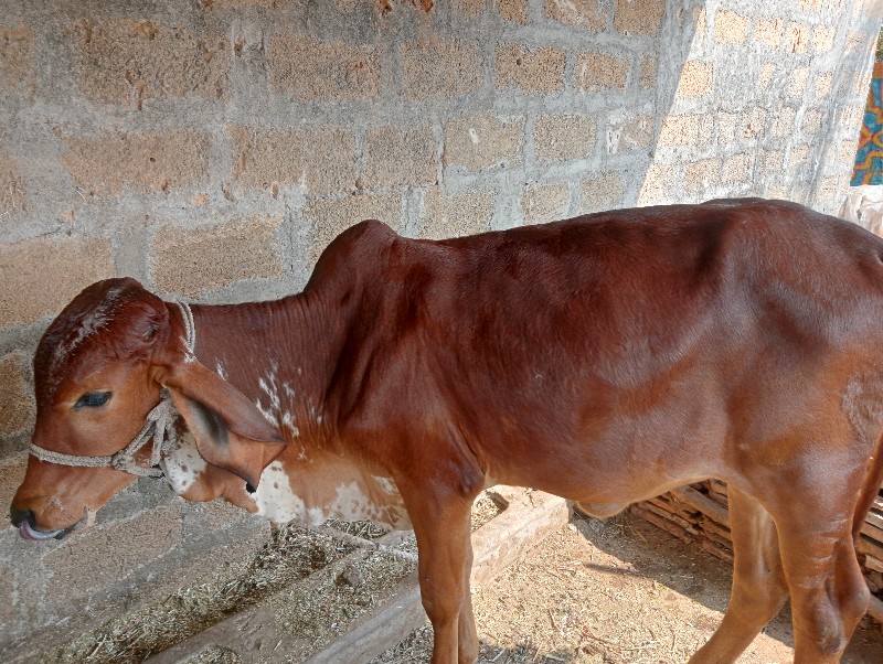 વાછડી વેચવાની છ...