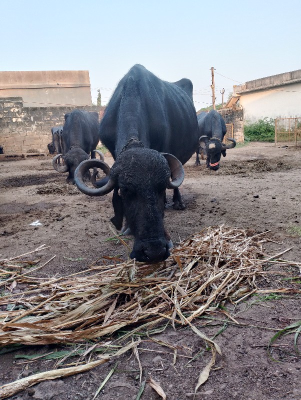 ભેંસ વેચવાની છે