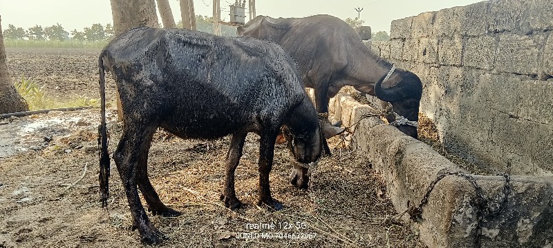 બે ખડેલી વેચવાન...