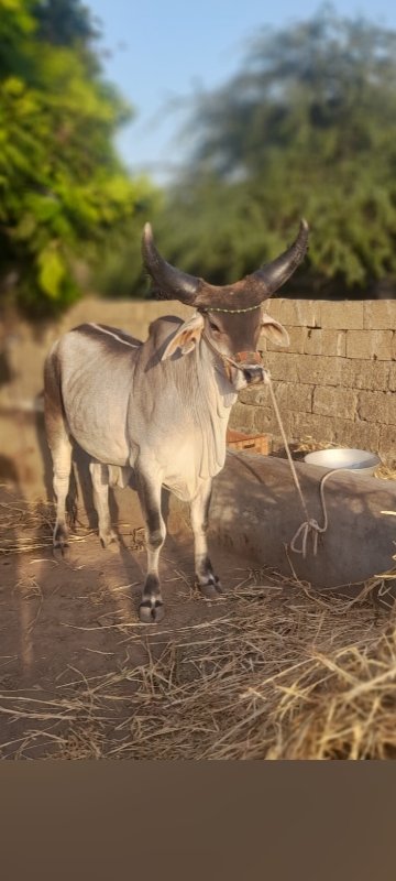 બર્ધ વેસવાનોસે...