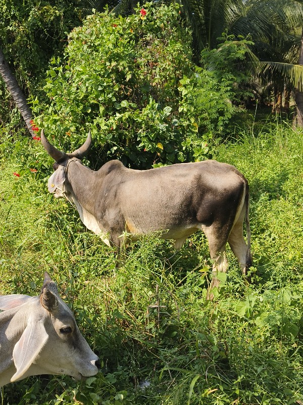 ગાય વેચવાની છે