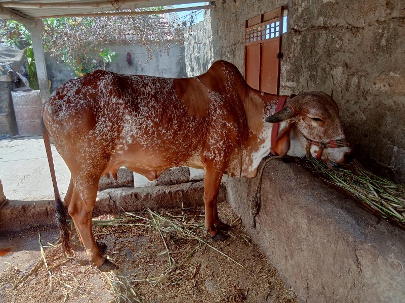 ગાય વેચવાની છે