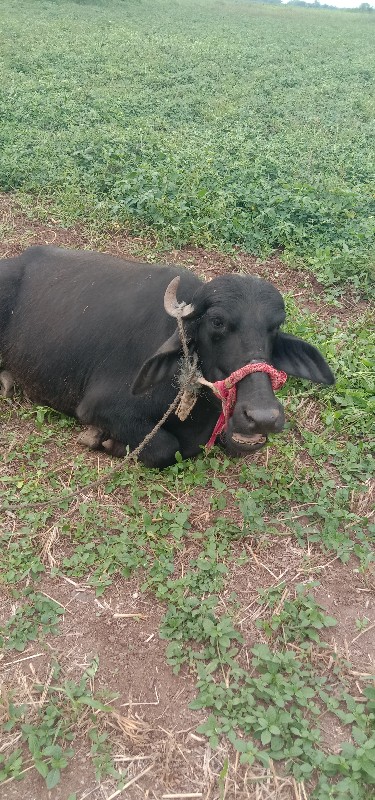 આ ખળેલુ વેચવાનુ...