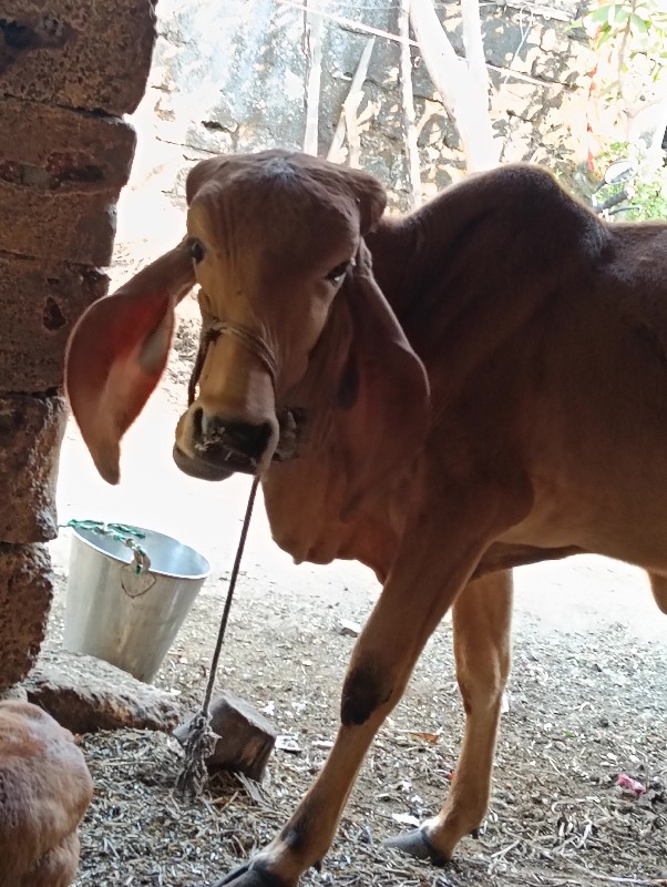 વાછડી વેચવાની છ...