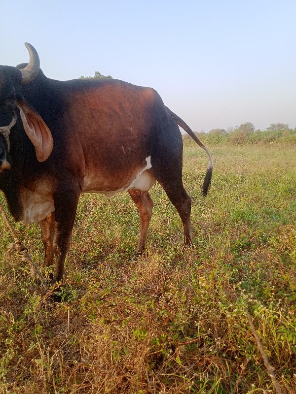 ગાય વેચવાની