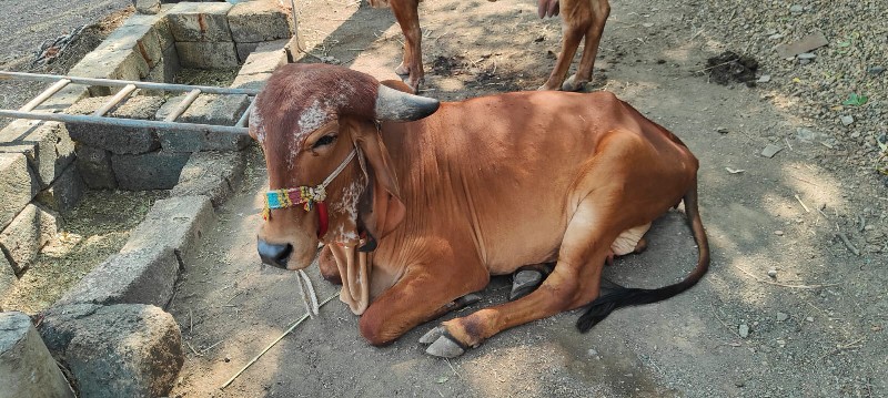 કરન બુલ ની વોડક...