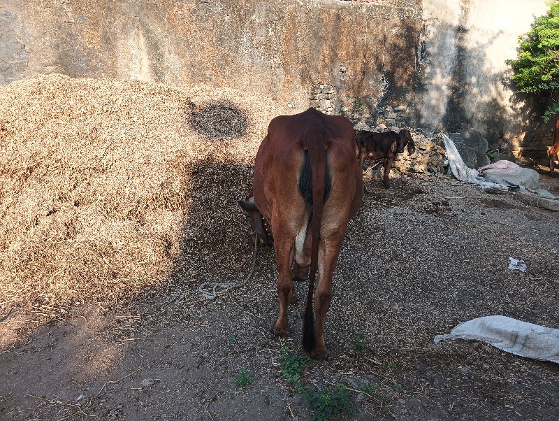 ગીર ગાય વેચવાની...