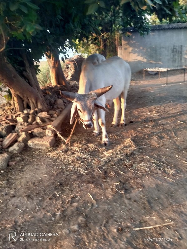 ગોધલો વેચવાનો છ...