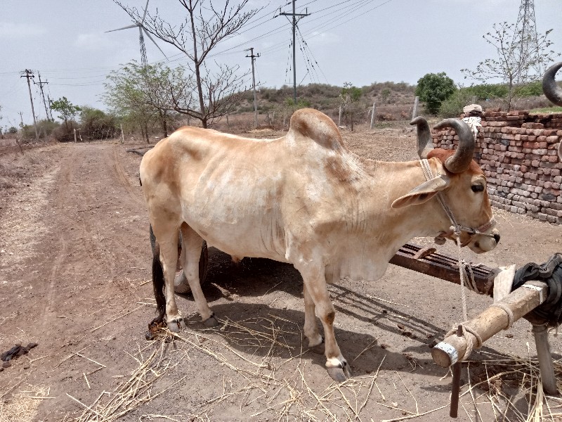 બળદ