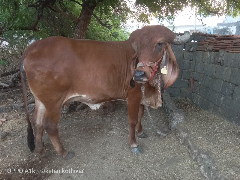 ગાય વેચવાની છે