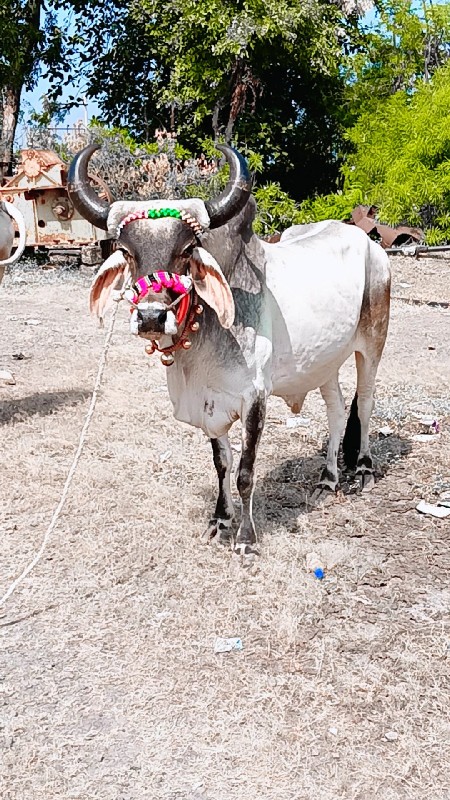 મારવા બેસવાની જ...