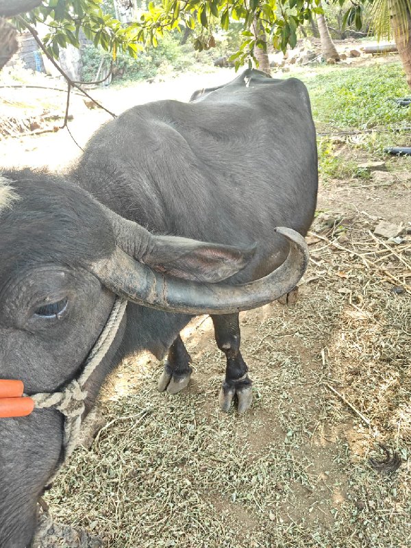 ભેંસ વેચવાની છે...