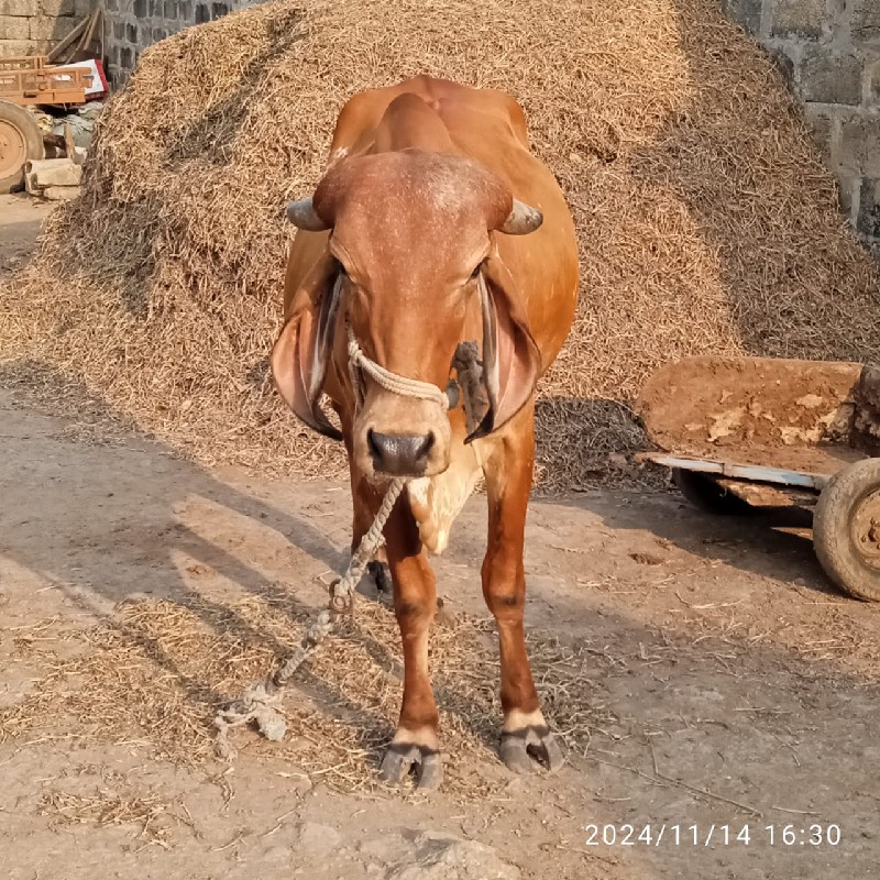 ગાય વેચવાની છે