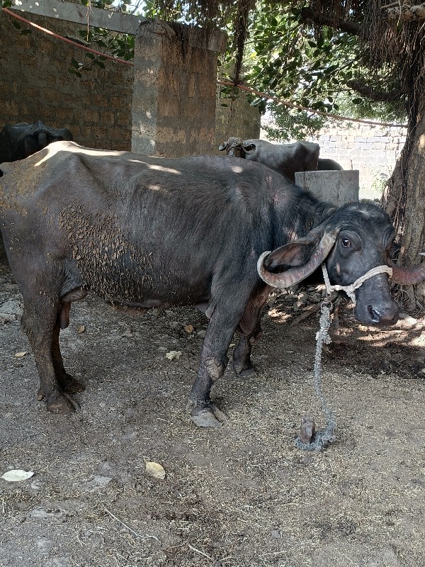 ભેંસ વેચવાની છે