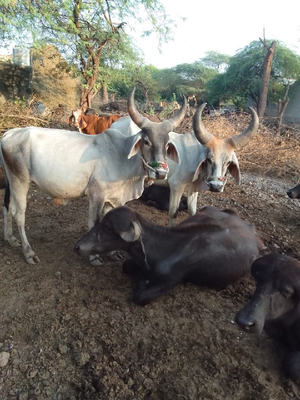 ગોઢલા વેચવાના છ...