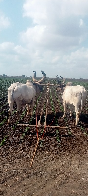 બળદ વેચવાના છે