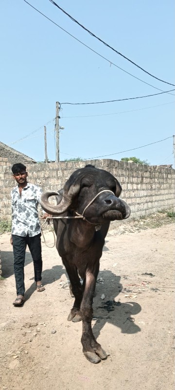 આ ભેંસ વેચવાની...