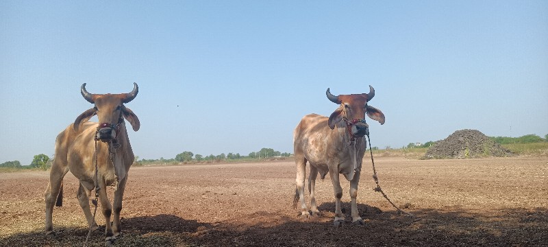 હાલતા બધાય