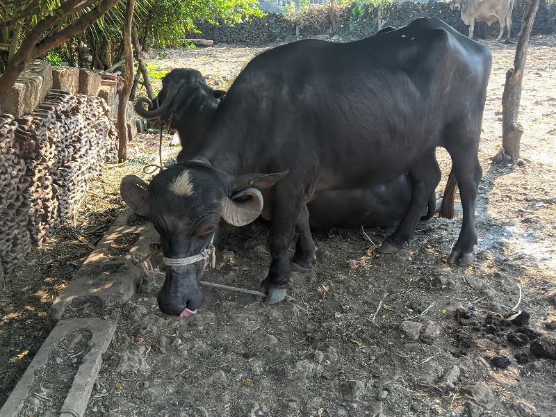 ખળેલી વેચવાની છ...