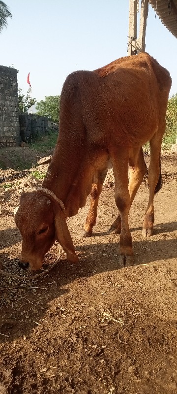 આ વાછડો