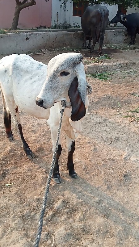 વાદળી. પેશવાની...