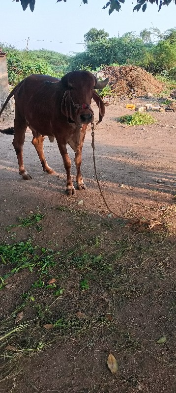 ગાય વેચવાની છે.