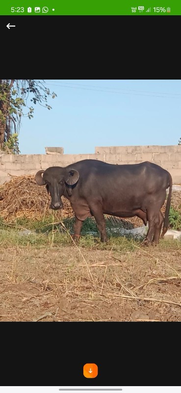 ભેસ વેચવાની છે