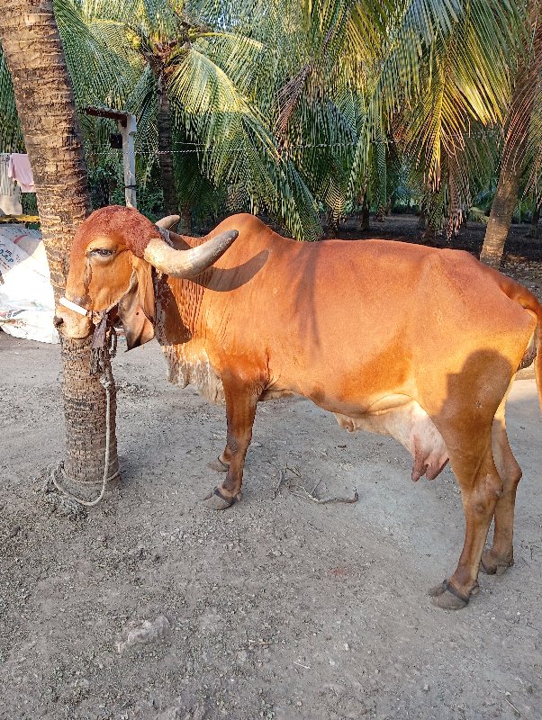 gir cow