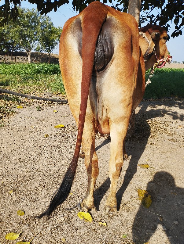 પેલુ વેતર વોડકી...