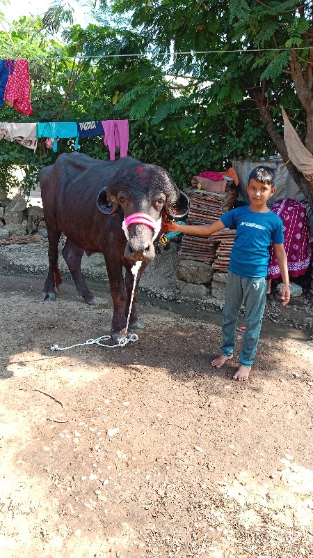 ત્રણ વર્ષનું અખ...