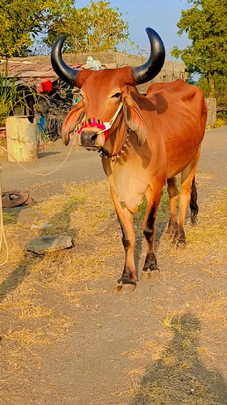 અરવિંદ દેવીપુજક