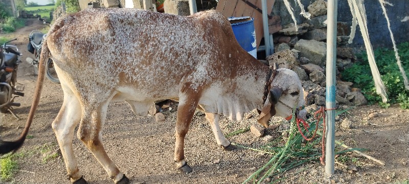 હોળકી વેચવાની છ...