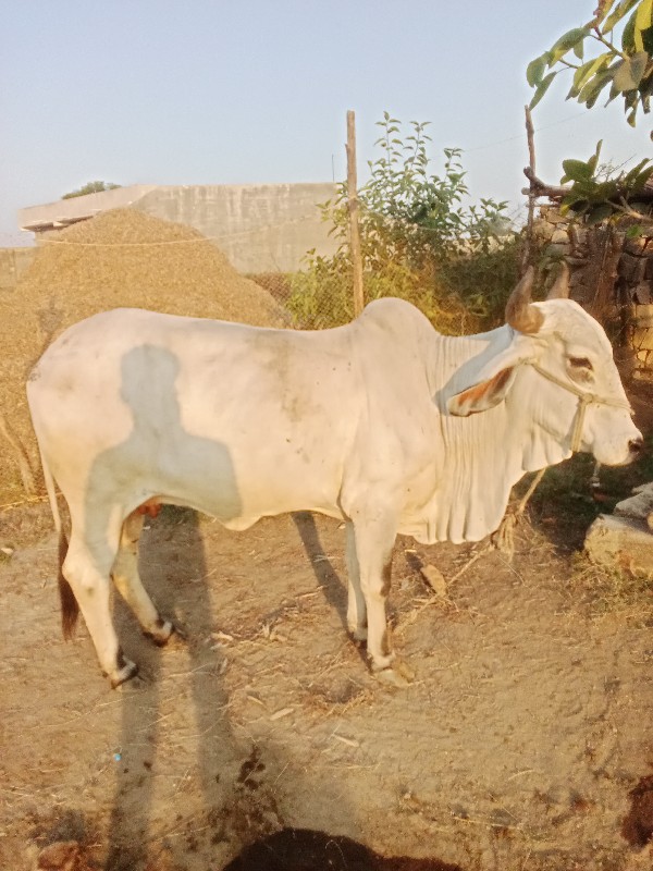 ગાય વેચવાની