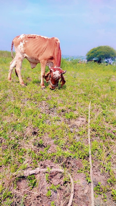 વાસડા વેચવાના સ...