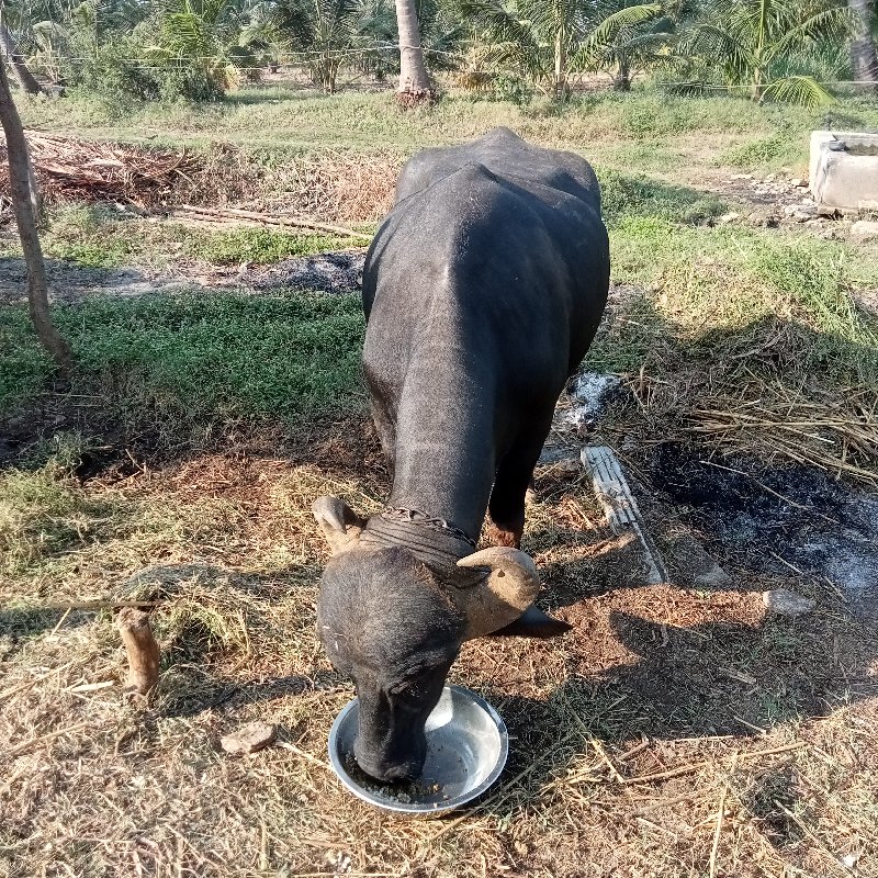 સારી કોલેટી ની...