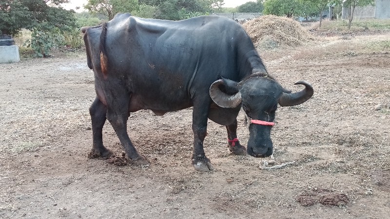 આ ભેંસ વેચવાની...