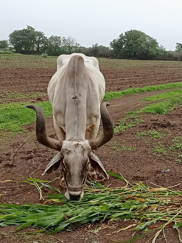 ગ