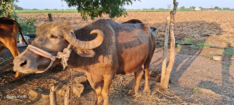 વેચવી છે