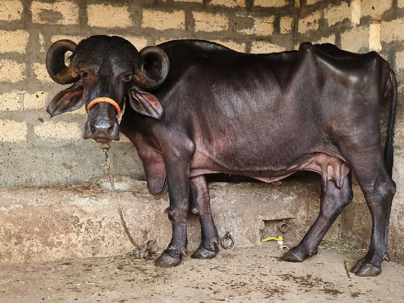 જાફરાબાદી ભેસ વ...