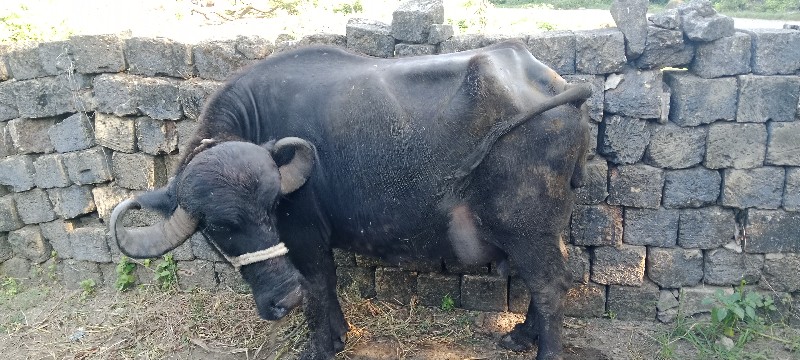 ભેંસ વેચવાની છે