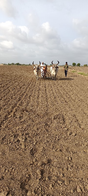 આ બળદ કોય પાસે...