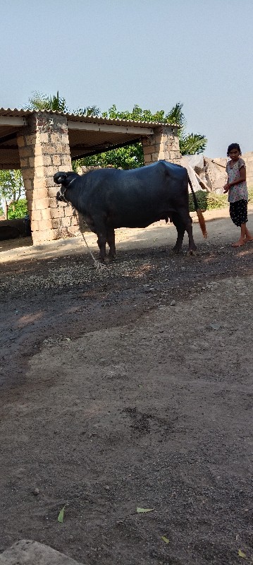 ભેંસ વેચવાની છે