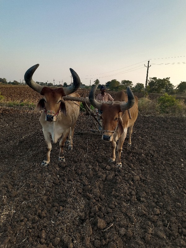 બડદ‌  વેચવાના છ...