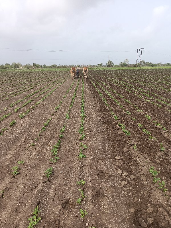 ૪ ધર ના  સાવ સો...