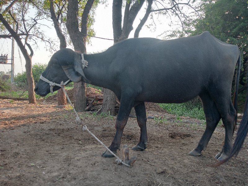 વેચવાની છે