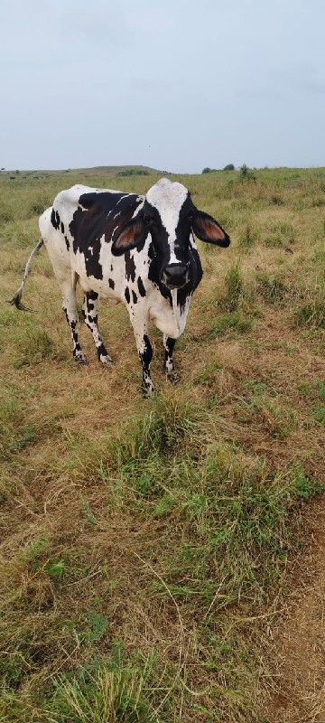 ગાય વેચવાની છે