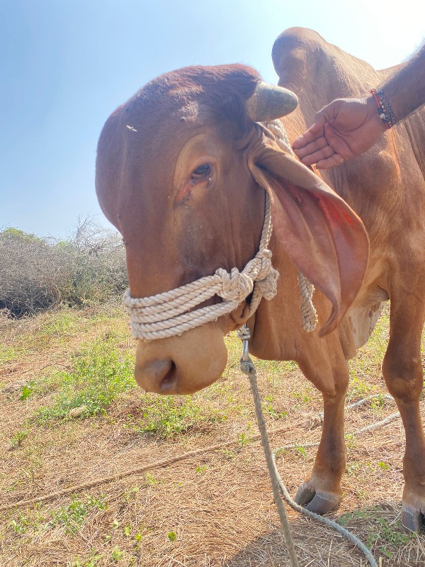 સ્વર્ણ કપિલા ગિ...